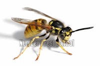 Pest Control in Dover, 373464 Image 4